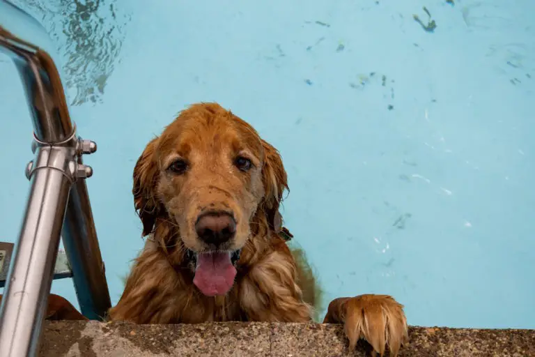 Sécurité des chiens dans les piscines : comment assurer la sécurité de votre chien autour de votre piscine
