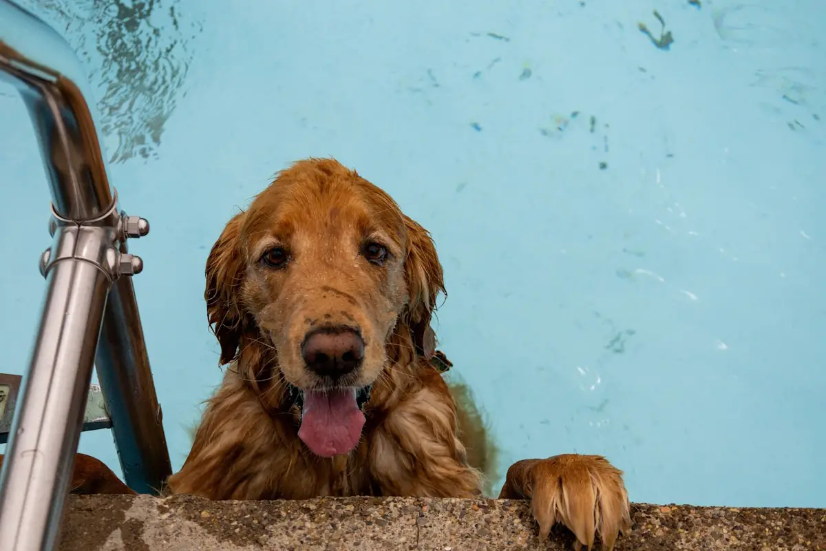 règles sécurité chien piscine
